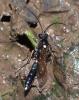 Goedartia alboguttata